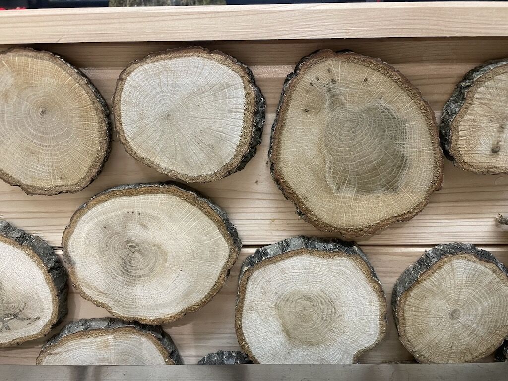 突如現れた輪切りだらけの植木鉢！！輪切りから思い浮かぶものって？のイメージ