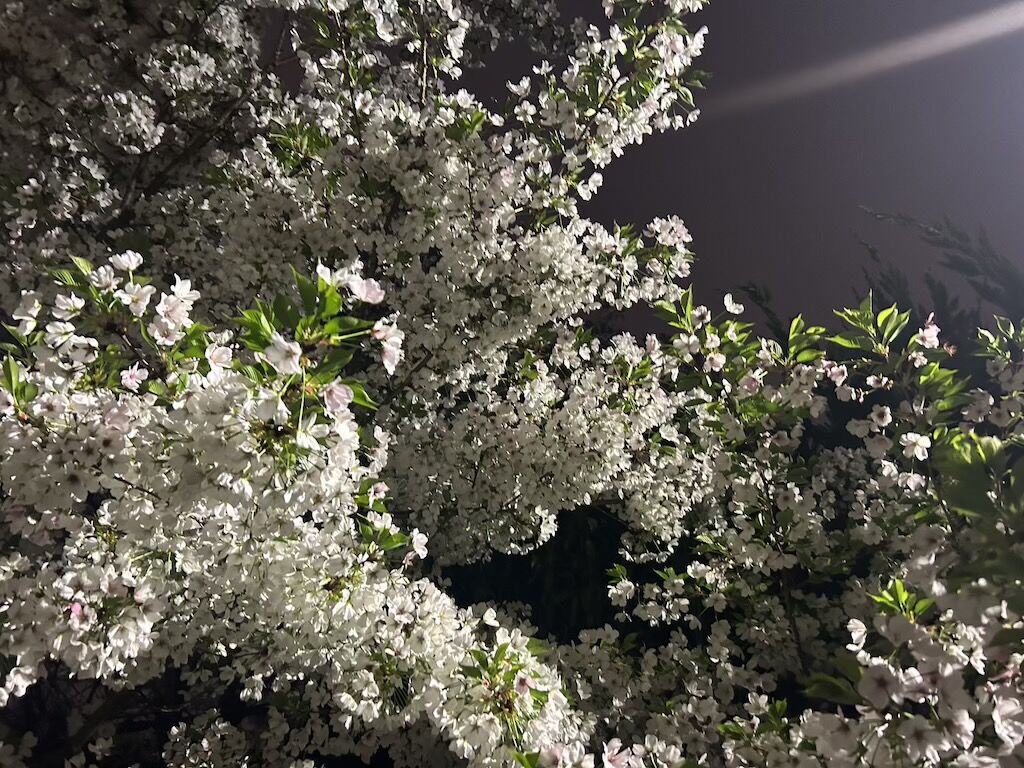 夜桜