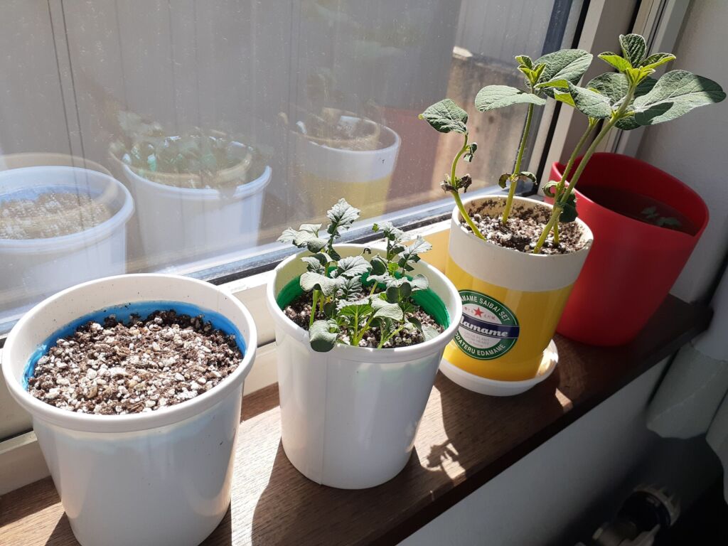 観葉植物