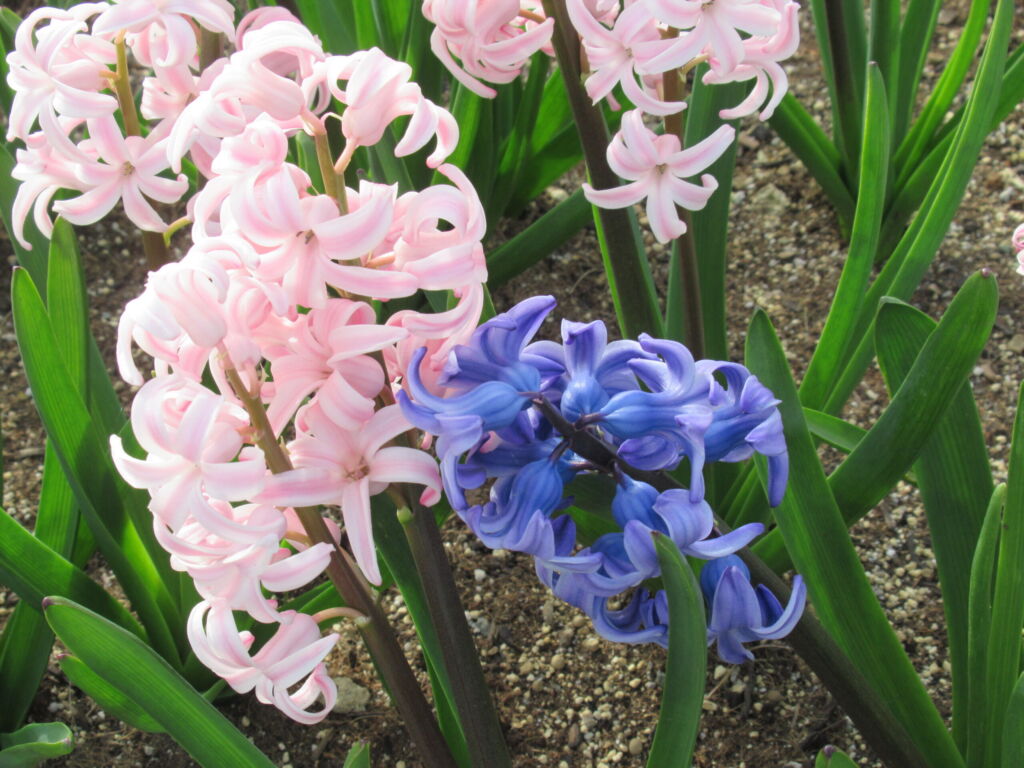 初夏の札幌の花