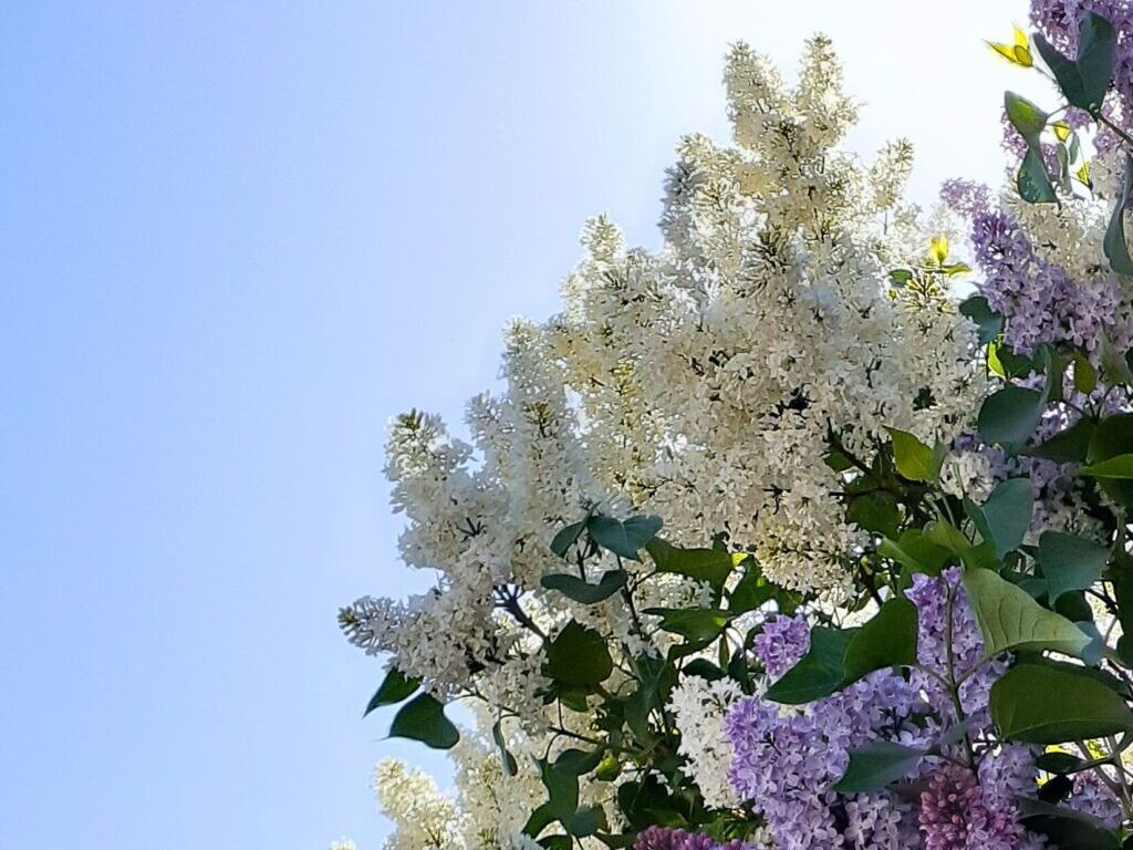 ライラックの花