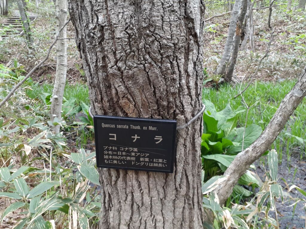 コナラの木