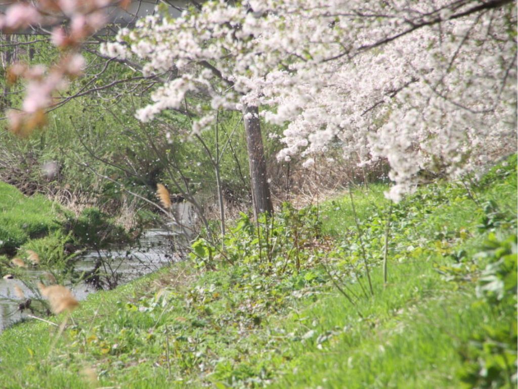 北海道の桜