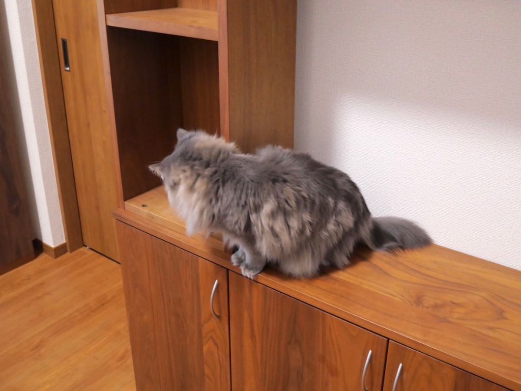 お客様の猫ちゃん