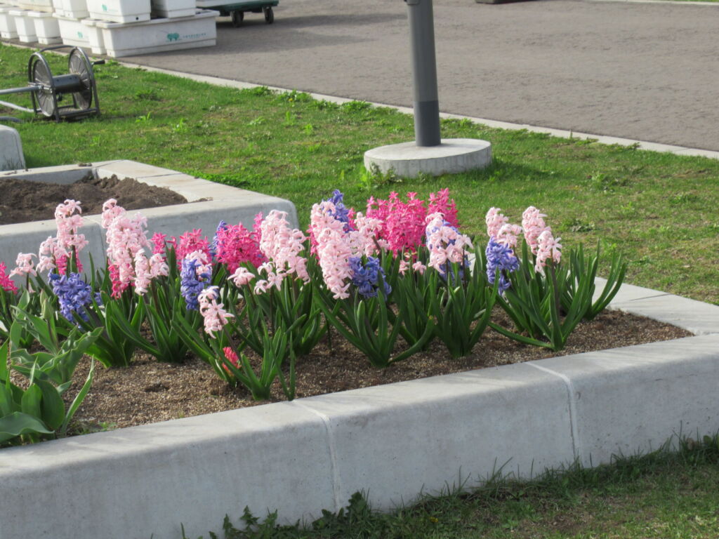花壇の花