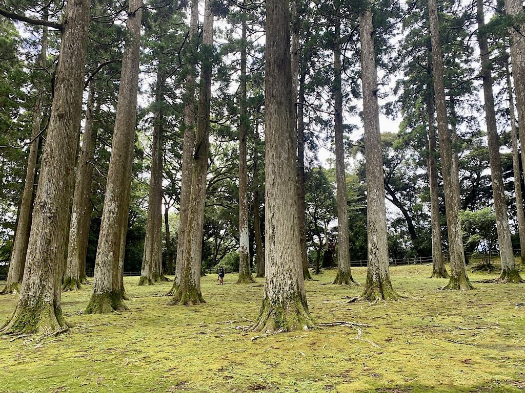 息子の宿題で日南市飫肥（おび）へお出かけ♡そこで見つけたものは？